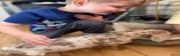 Miniature Dachshund dogs for sale: Merlin  in Wakefield - Advert 7