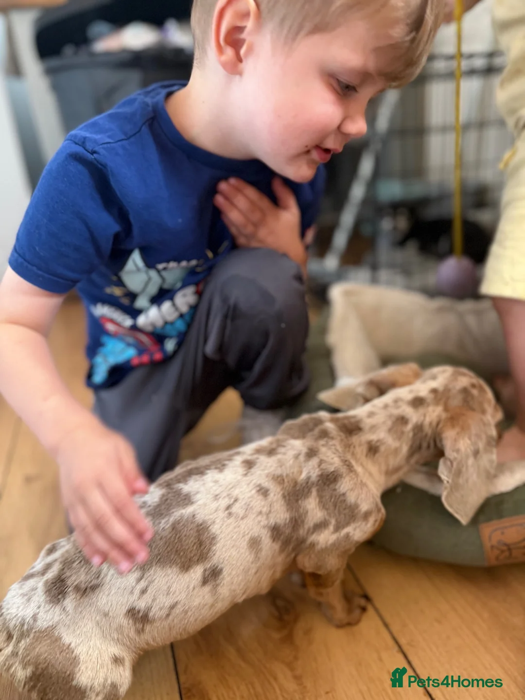 Miniature Dachshund dogs for sale: Merlin  in Wakefield - Advert 7