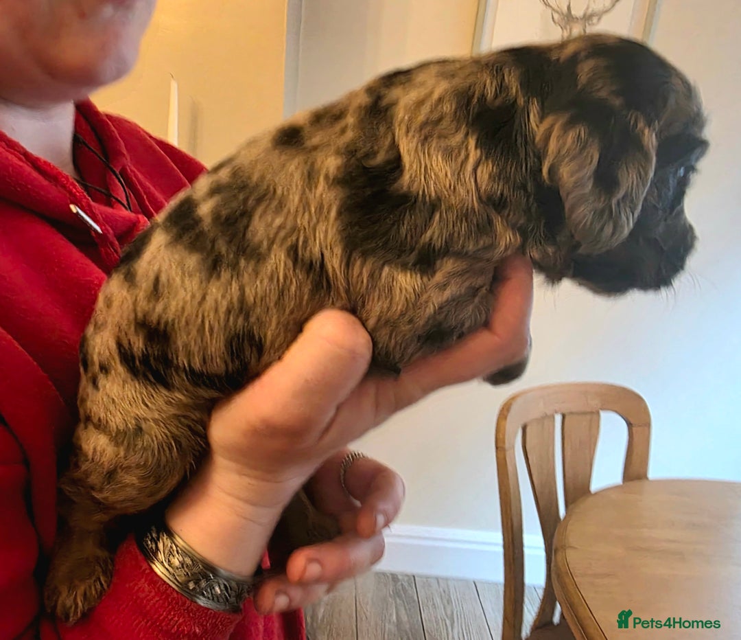 Cockapoo dogs for sale: Gorgeous Cockerpoo Puppies  - Image 10