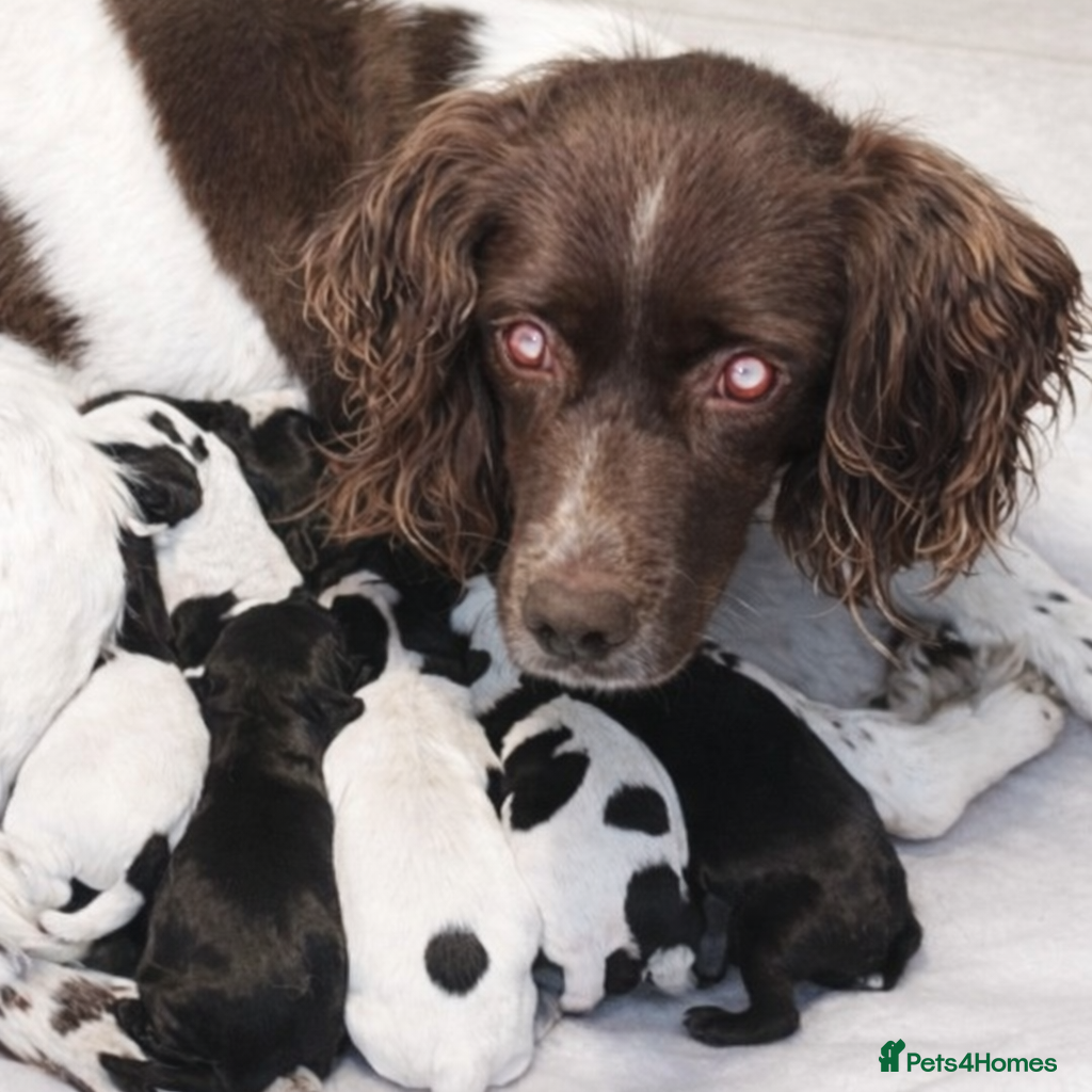 Mixed Breed dogs 2 boys 2 girls springer jacks ready now  - Advert 1