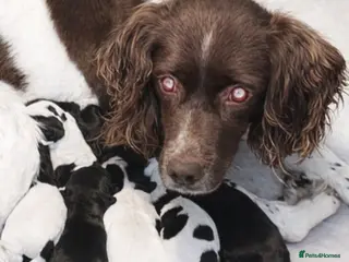 Mixed Breed dogs 2 boys 2 girls springer jacks ready now - Advert 5