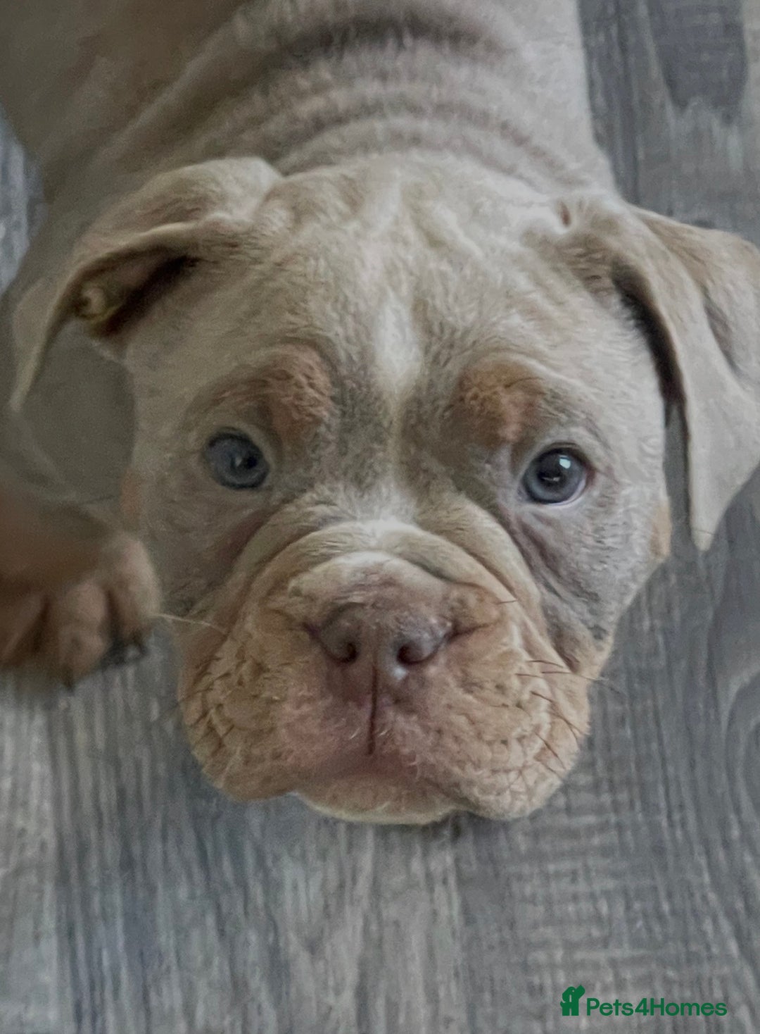 Olde English Bulldogge dogs for sale: Olde English Bulldogs - Advert 36