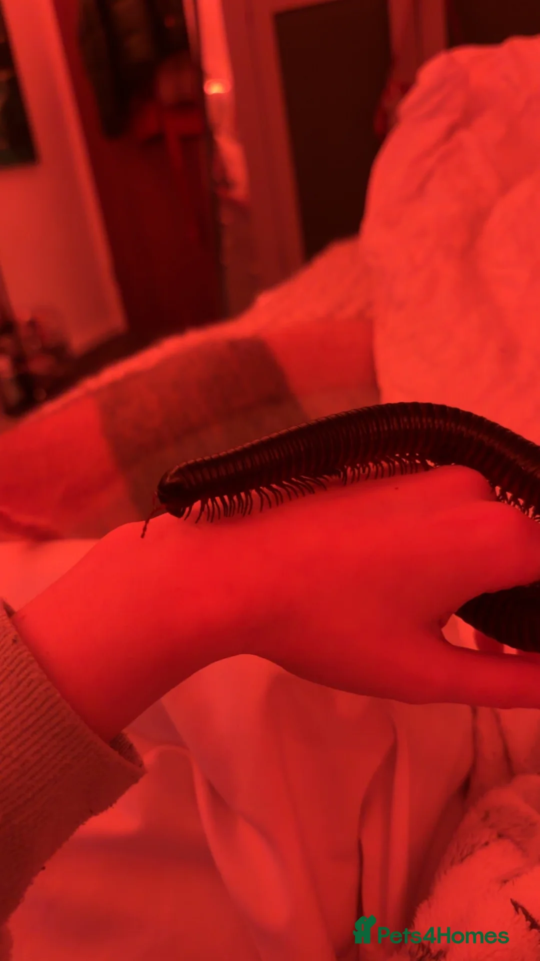 Millipedes invertebrates for sale: giant african millipede  in Cannock - Advert 5