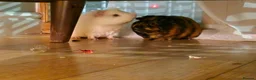 Guinea Pig rodents for sale: Two bonded Brothers  in Wallasey - Advert 1
