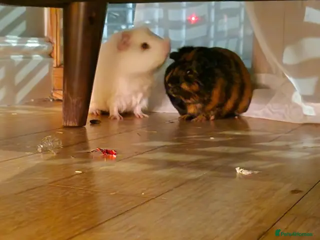 Guinea Pig rodents Two bonded Brothers - Advert 1