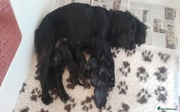 Cocker Spaniel dogs for sale: KC Registered Health Tested Working Type Puppies - Image 3