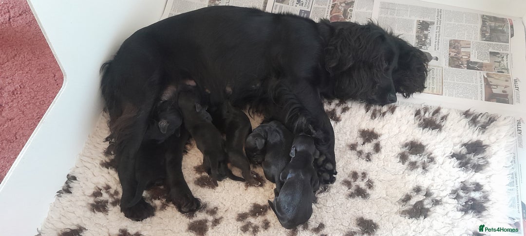 Cocker Spaniel dogs for sale: KC Registered Health Tested Working Type Puppies - Image 3