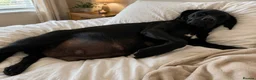 Labrador Retriever dogs for sale: Labrador cross Boxerdore puppies  - Advert 13