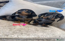 Miniature Dachshund dogs for sale: 🐾Adorable miniature dachshunds 🐾 - Image 6