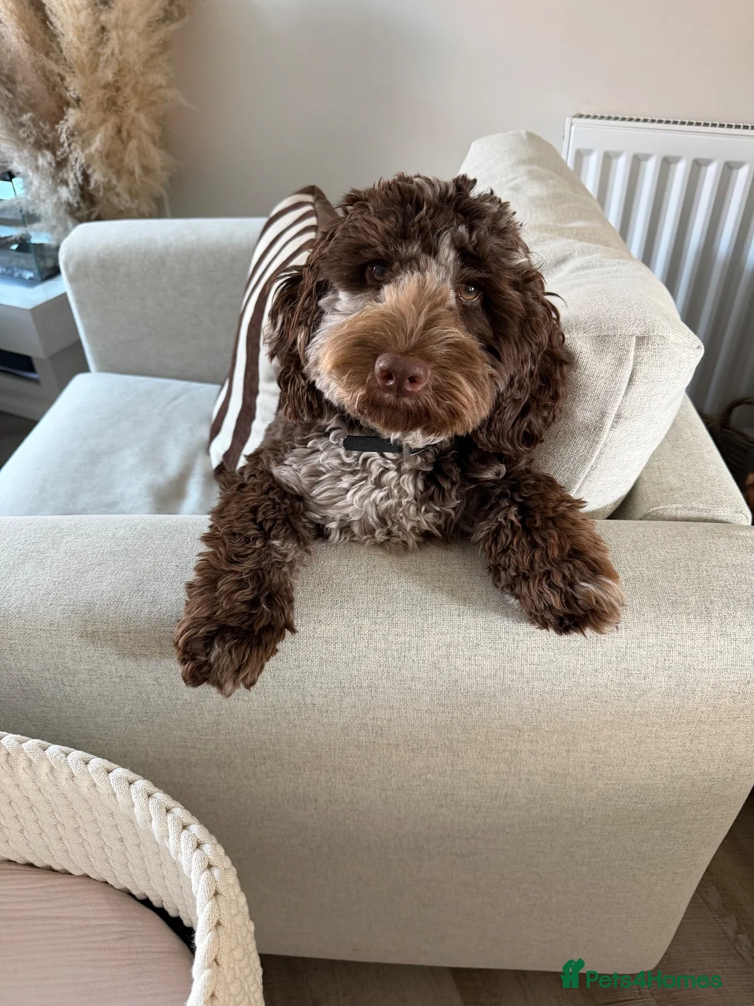 Cockapoo dogs for sale: Barney - Advert 2