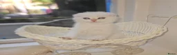 Scottish Fold cats for sale: Tica full pedigree scottish fold kittens london  - Advert 6