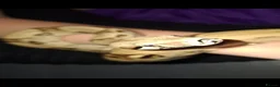 Boa Snake reptiles for sale: Boa constrictor  - Advert 2