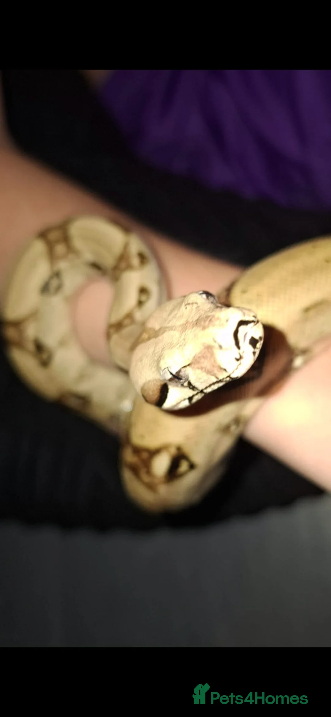 Boa Snake reptiles for sale: Boa constrictor  - Advert 2