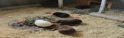 Guinea Pig rodents for sale: Male guineas in Hull - Advert 10
