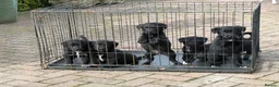 Borador dogs for sale: Borador Puppies - Advert 7