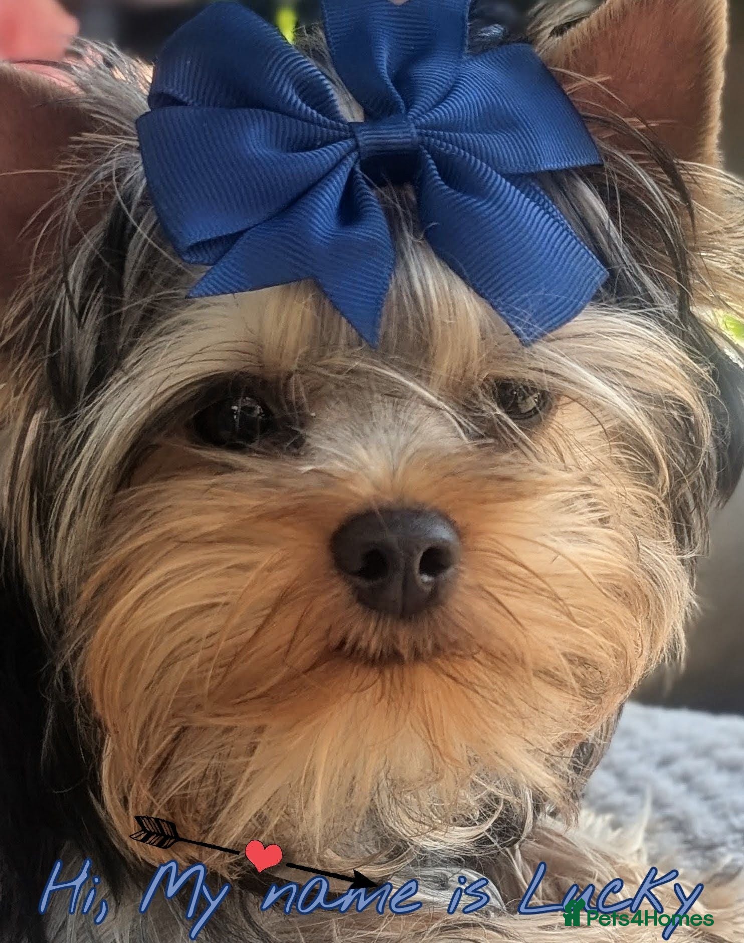 Yorkshire Terrier dogs 👉Yorkshire Terrier Pups–KC Lines, Health Checked - Advert 10
