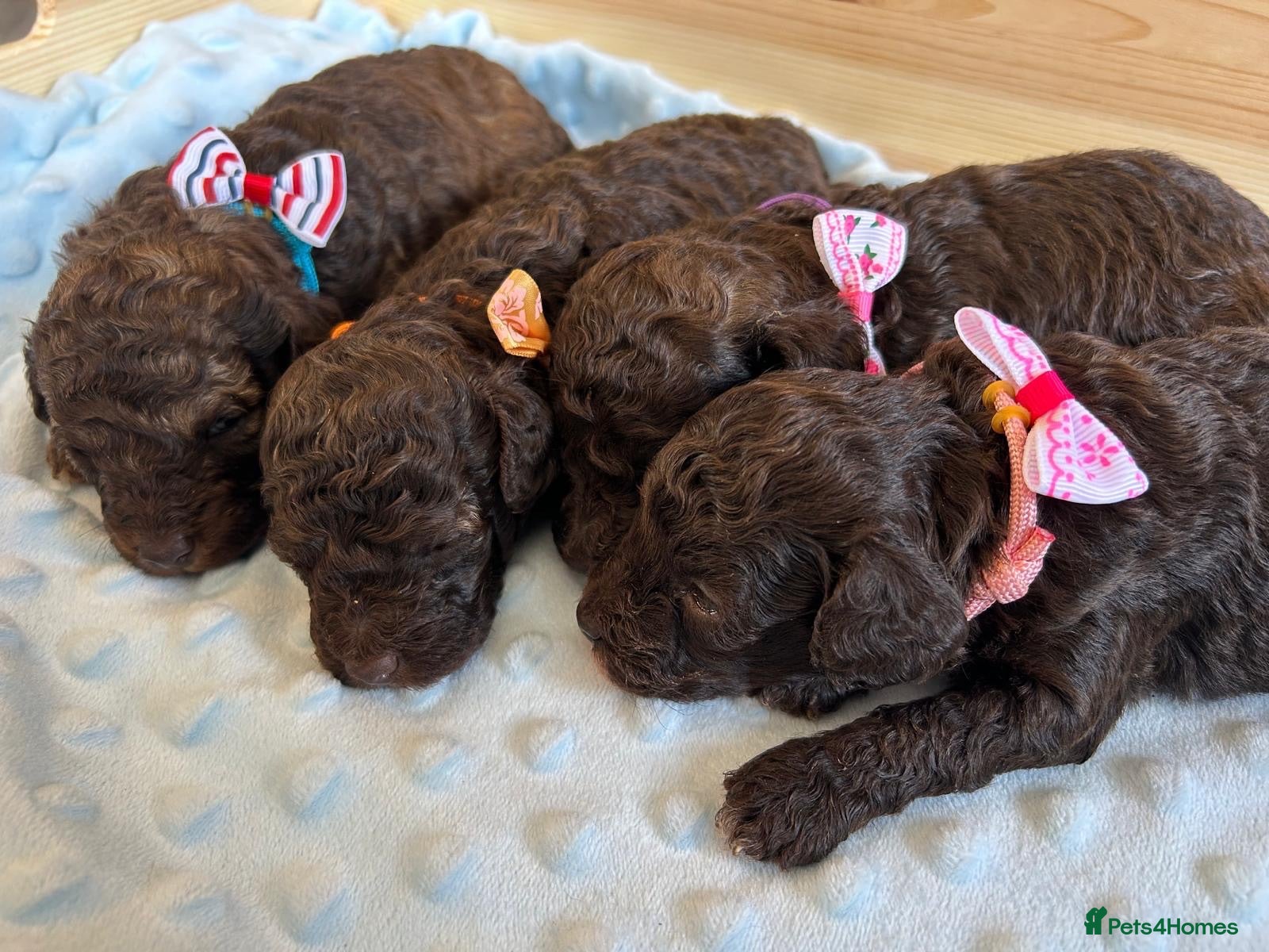 Toy Poodle dogs Chocolate Toy Poodle  - Advert 1