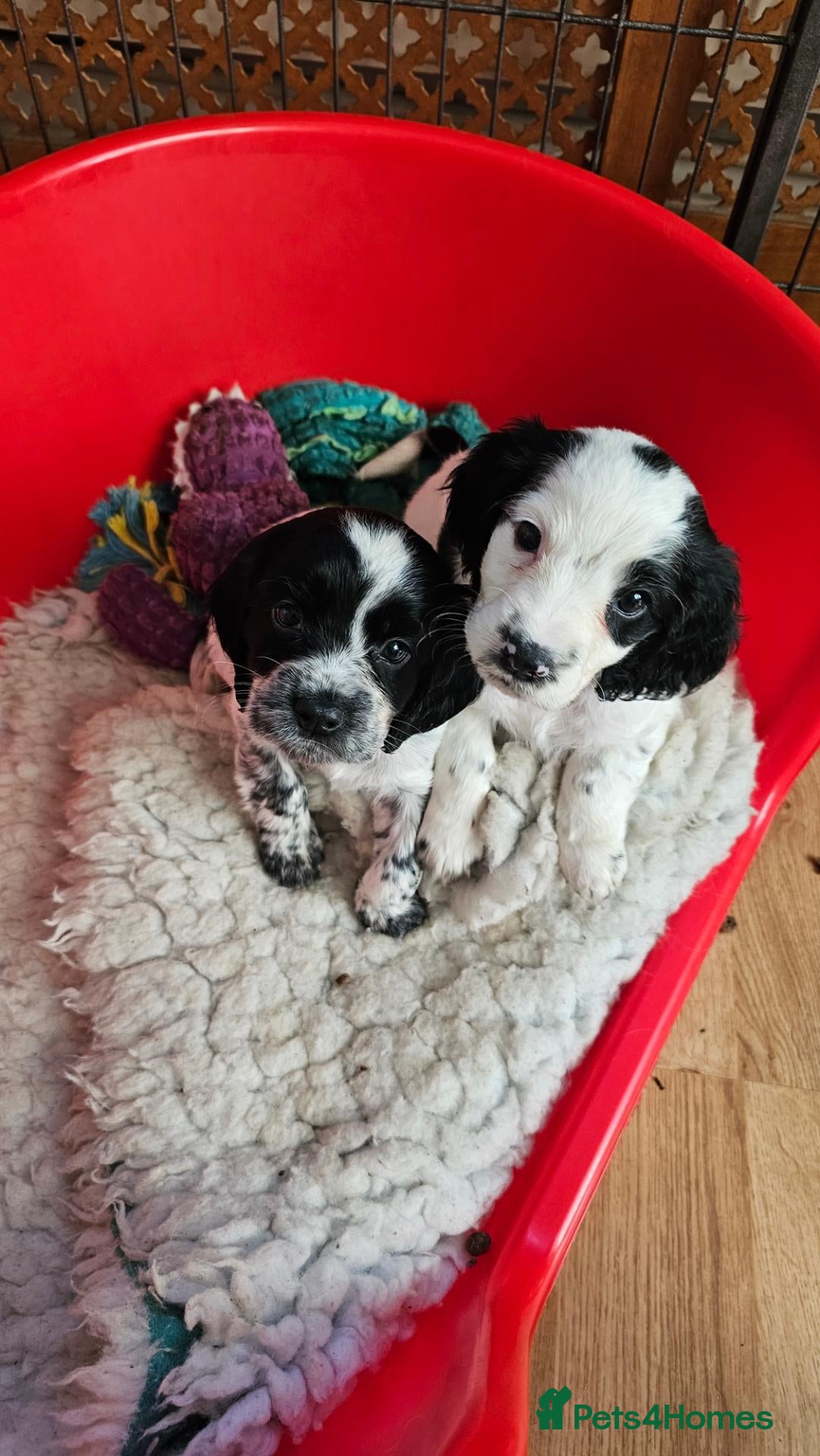 Cocker Spaniel dogs for sale: Beautiful Blue roan cocker spaniels for sale - Advert 17