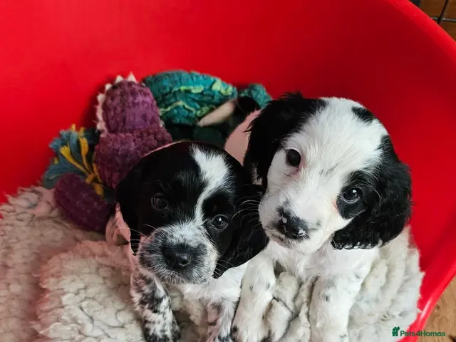 Cocker Spaniel dogs for sale: Beautiful Blue roan cocker spaniels for sale - Advert 17