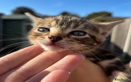 Mixed Breed cats for sale: 5 Gorgeous kittens available now - Image 36