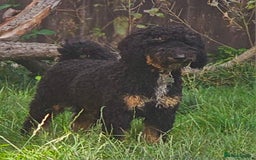 Miniature Poodle dogs for stud: KC Registered Miniature Poodle in Wrexham - Image 10