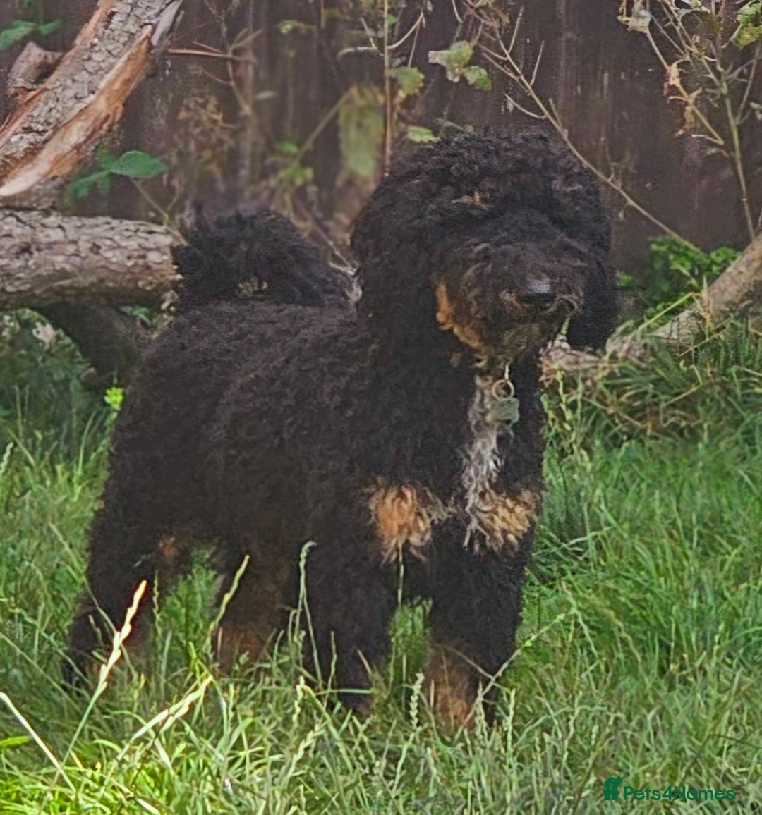 Miniature Poodle dogs for stud: KC Registered Miniature Poodle in Wrexham - Image 10