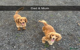 Cocker Spaniel dogs for sale: Sold  - Image 13