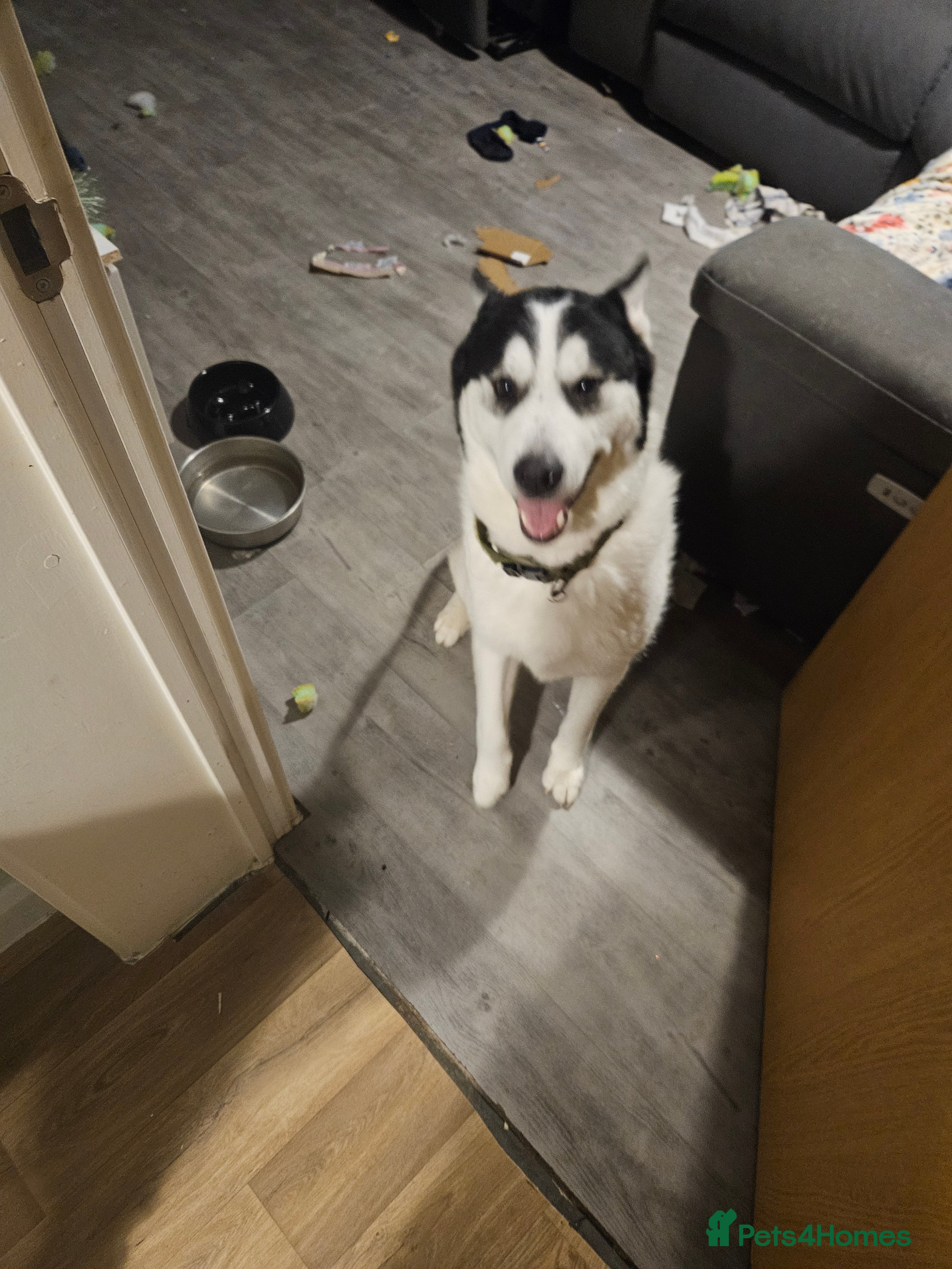 Utonagan dogs Malamute huskey cross - Advert 10