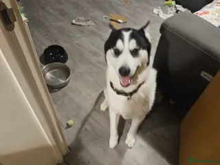 Utonagan dogs Malamute huskey cross - Advert 10