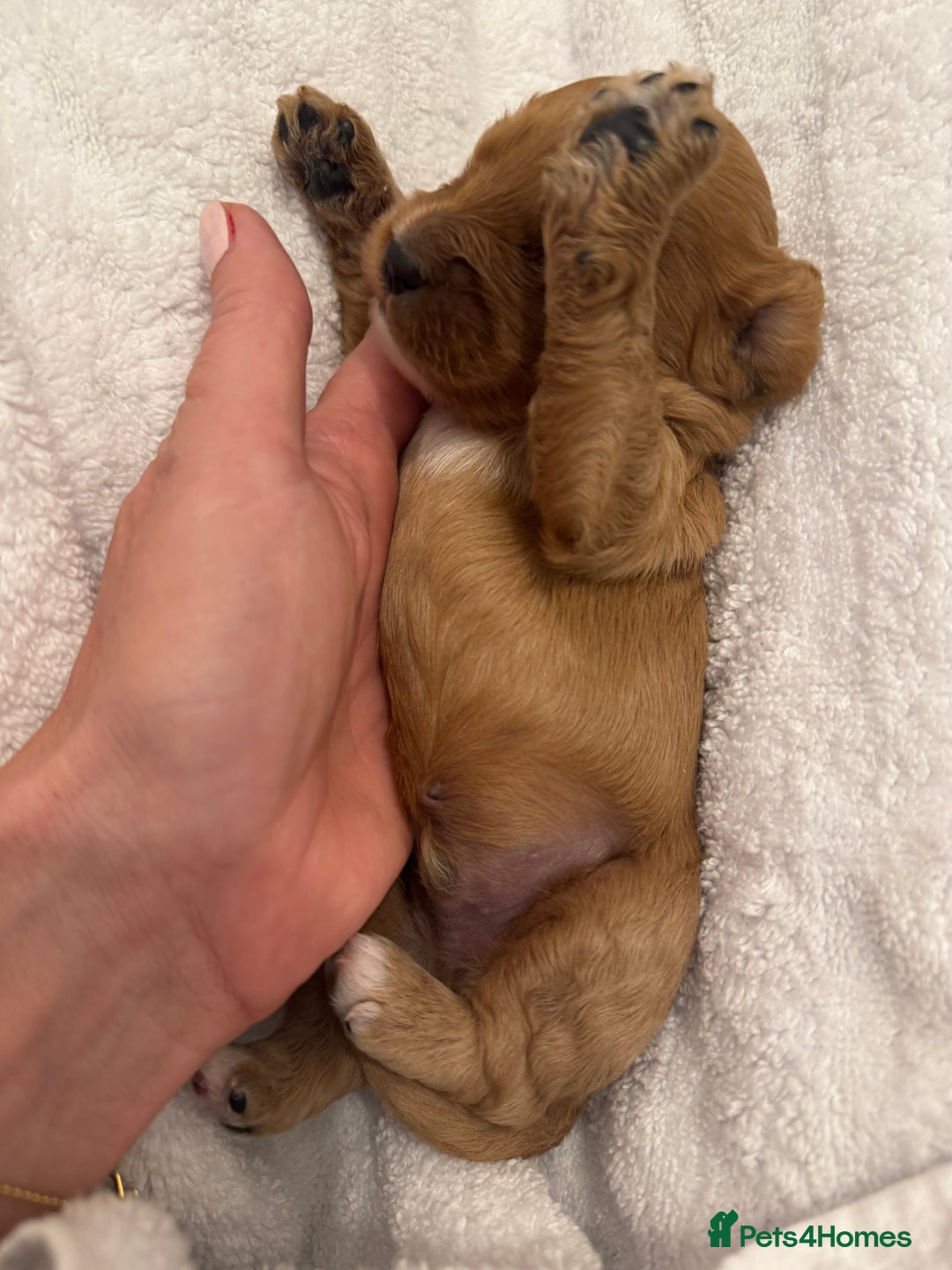Cavapoo dogs for sale: Extensively health tested F1 Cavapoos  - Image 7