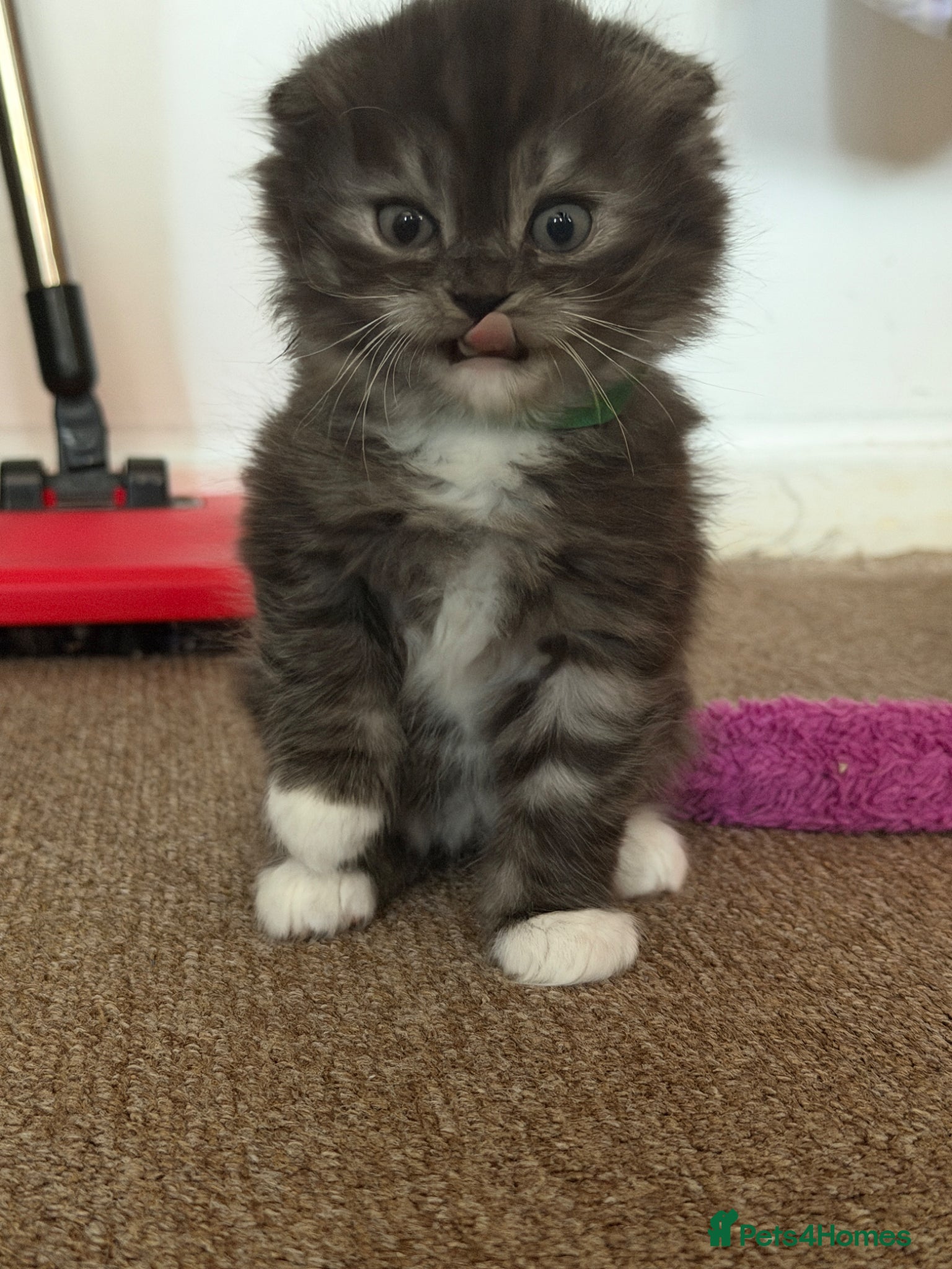 Mixed Breed cats British Shorthair and Scottish Fold kittens - Advert 12
