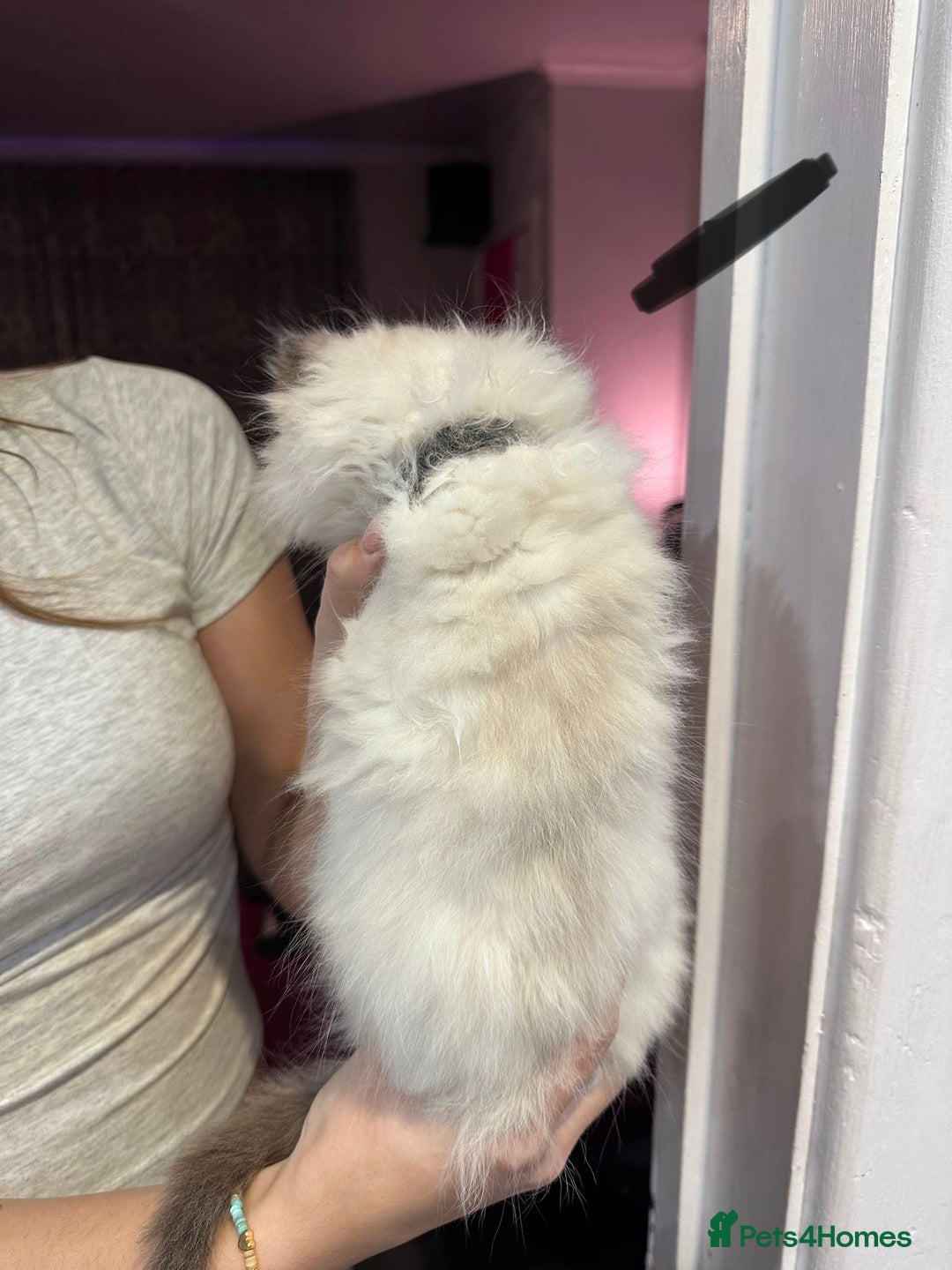 Ragdoll cats for sale: Ragdoll kittens available for sale - Advert 6