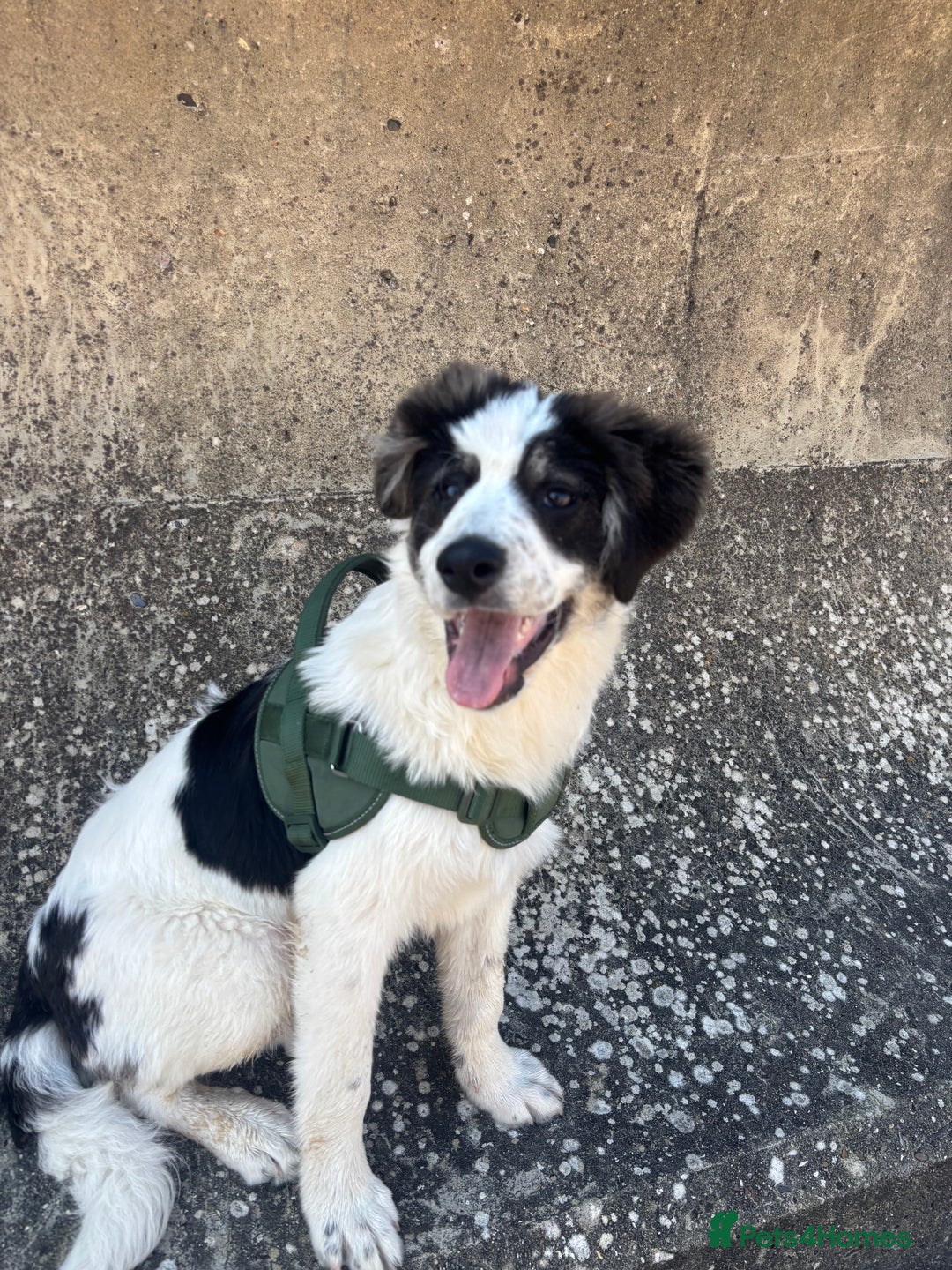 Mixed Breed dogs for sale: 13 Month Old - Marley❤️ - Advert 6