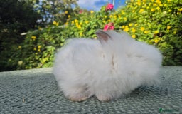 Angora rabbits for sale: ♥️READY NOW🧡Teddydwerg babies- Imported parents🧡 - Image 6
