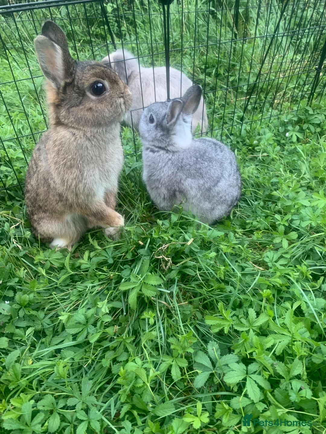 Netherland Dwarf rabbits for sale: URGENT 1 LEFT - Advert 1