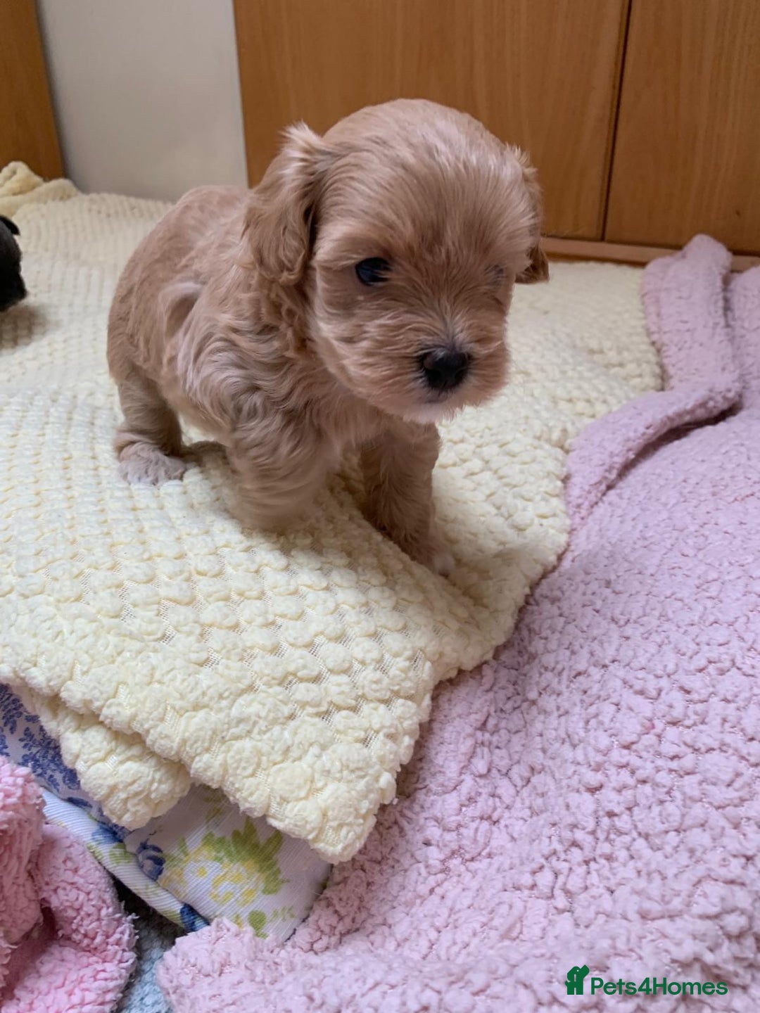 Maltipoo dogs for sale: Beautiful maltipoo puppies looking for new homes  - Image 6