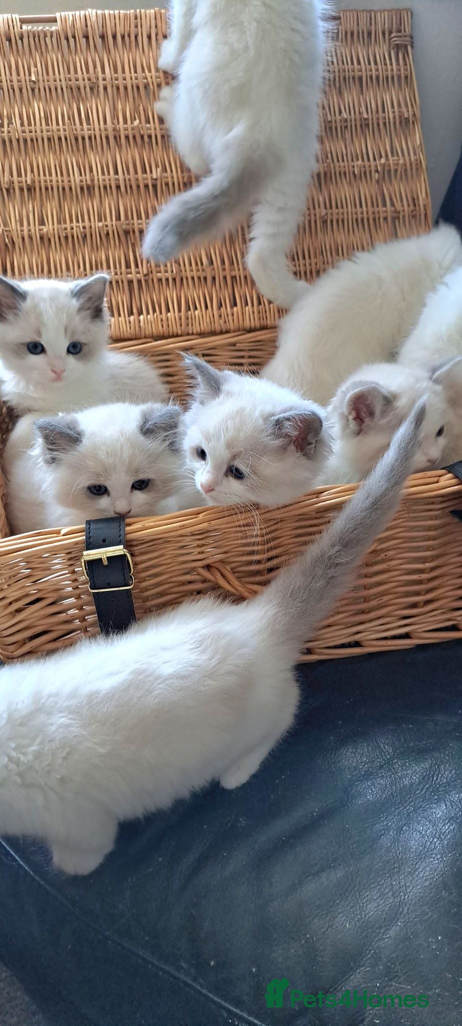 Ragdoll cats Pure breed GCCF Reg kittens - Advert 9