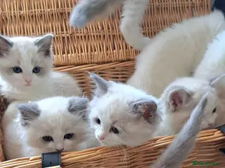 Ragdoll cats Pure breed GCCF Reg kittens - Advert 9