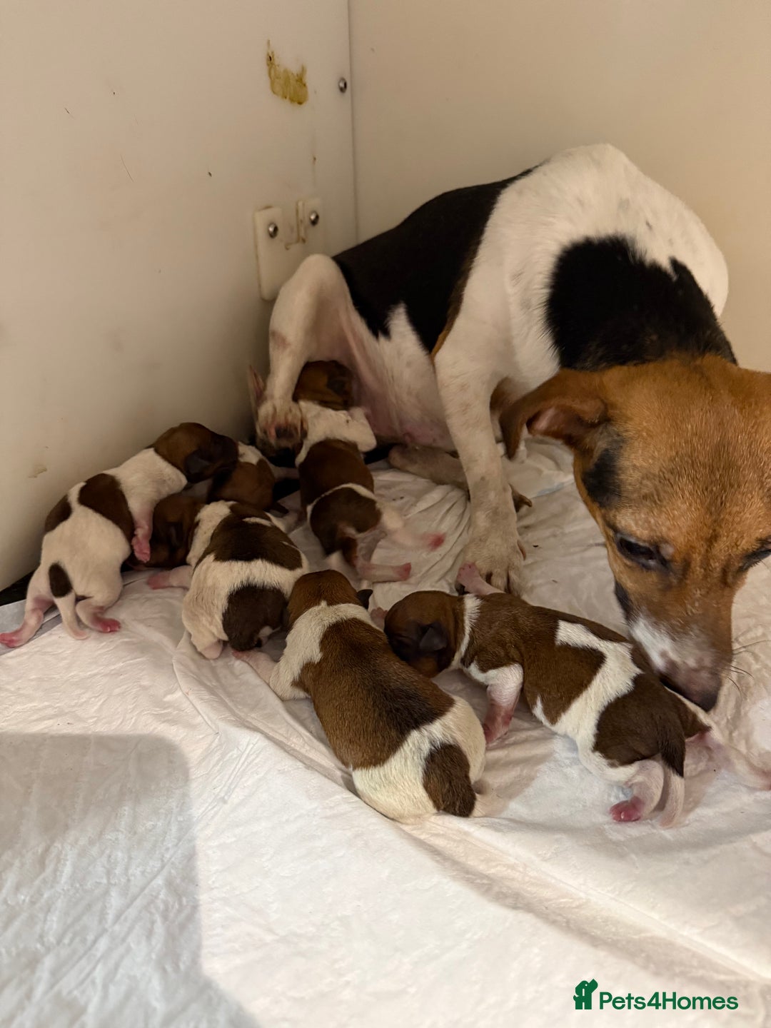Jack Russell dogs for sale: Jack Russell terriers  - Image 7