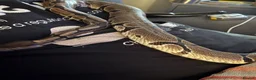 Python Snake reptiles for sale: Royal Python Brian, looking for a new home - Advert 3