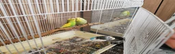 Budgerigars birds for sale: Green Budgies Birds Male And Female  in Harrow - Advert 2