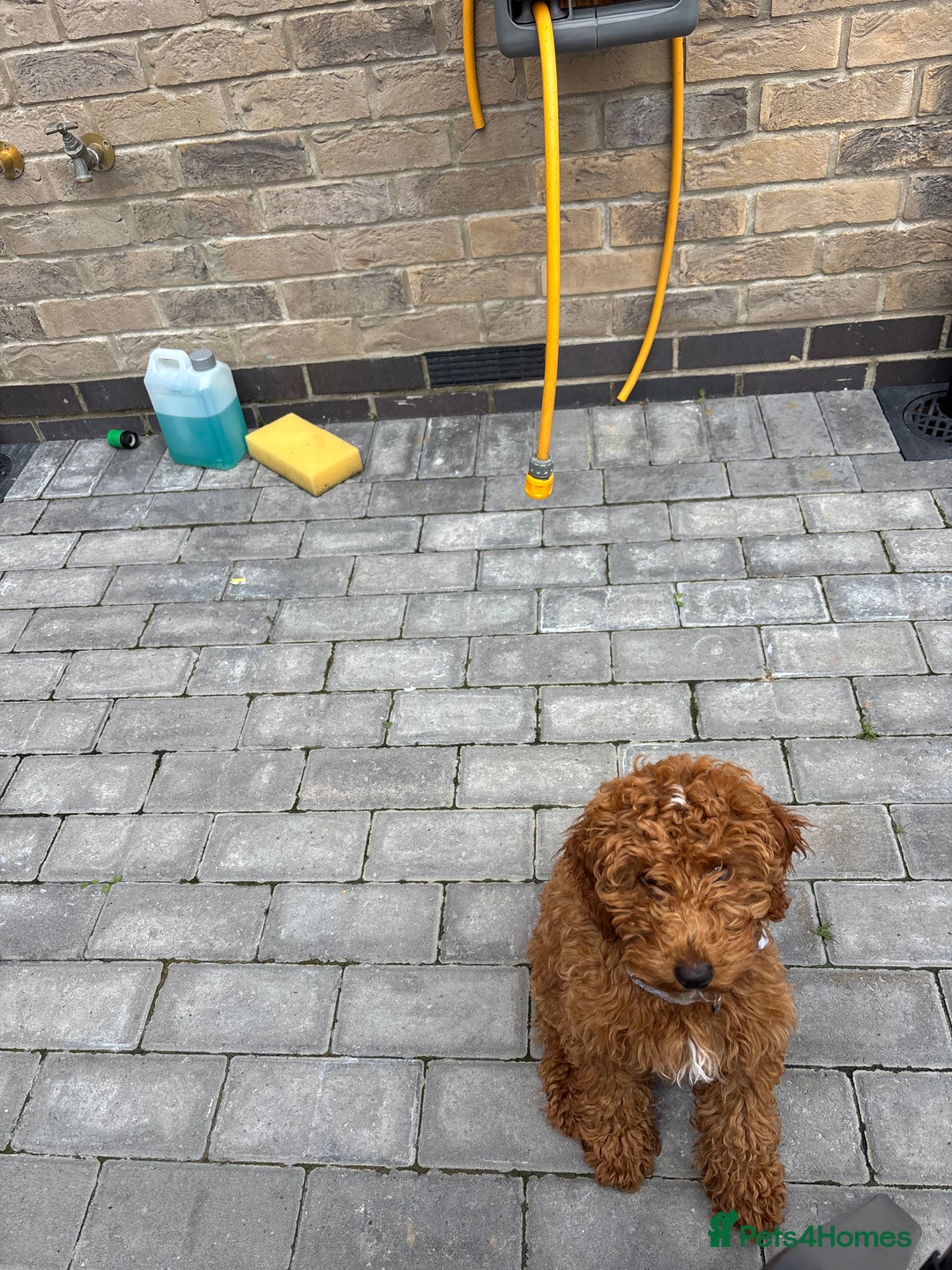 Cockapoo dogs for sale: 5 month old female f2b cockapoo - Image 4