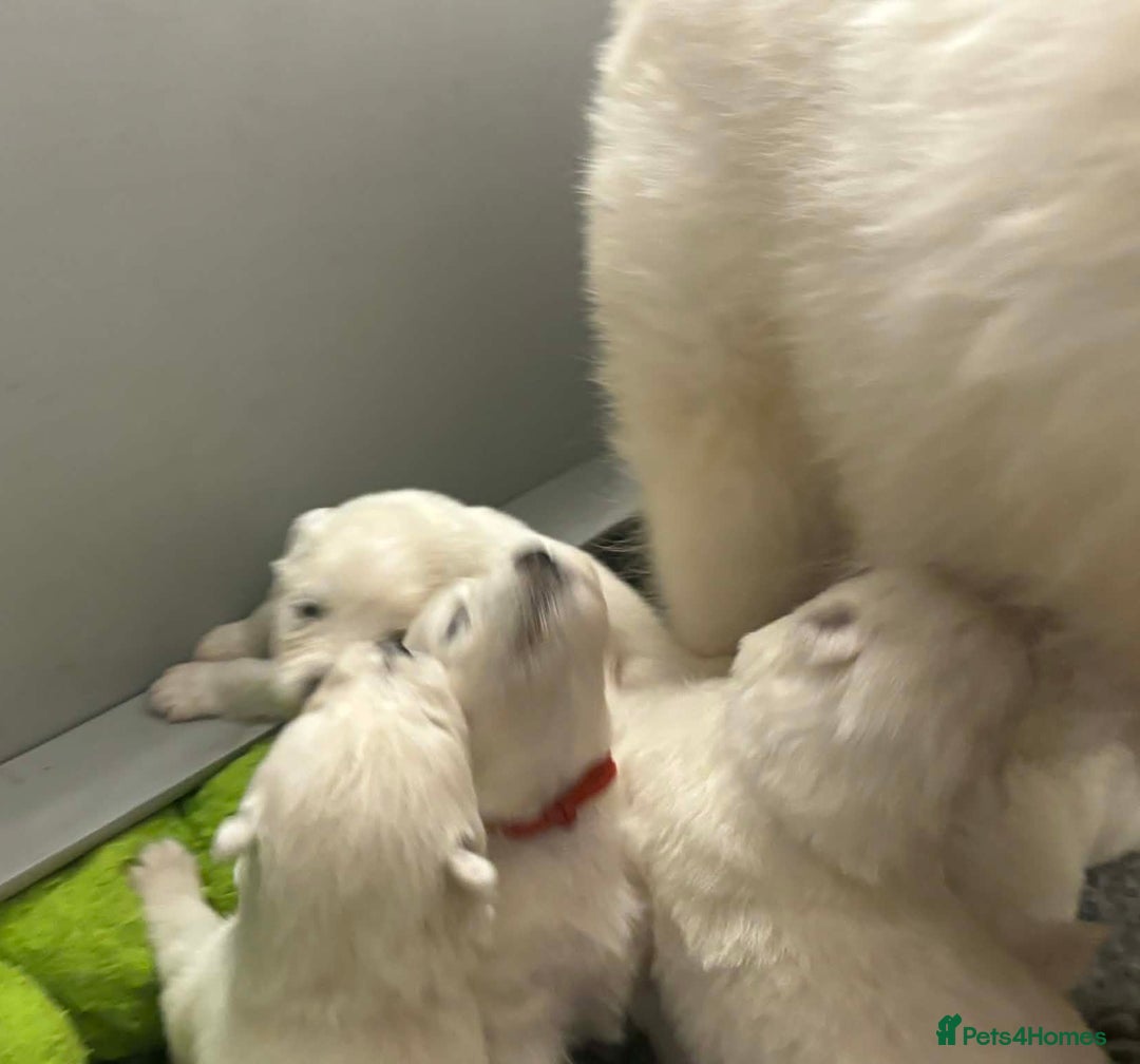 Samoyed dogs for sale: KC reg. Samoyed puppies with champ bloodline  - Advert 5