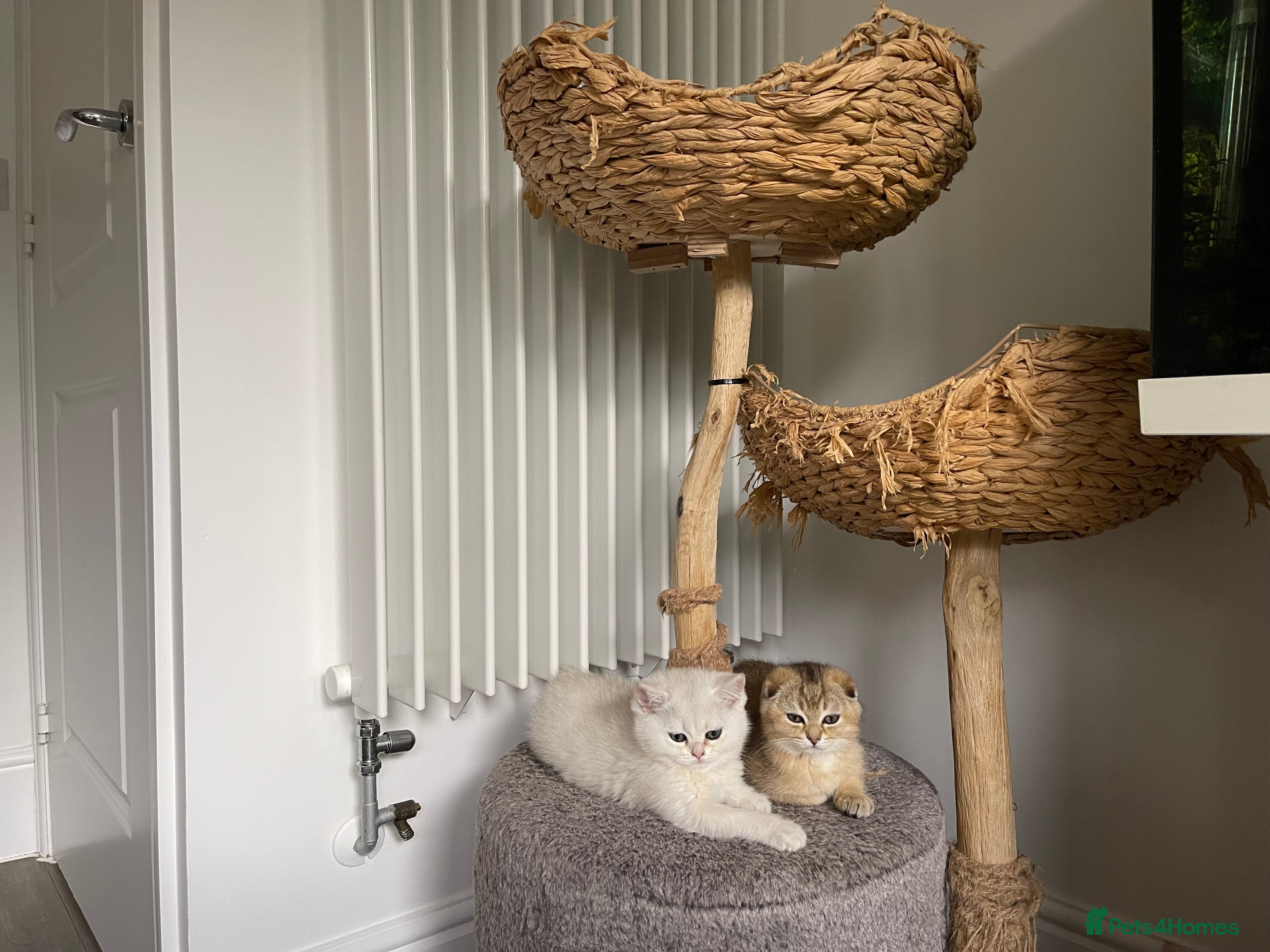 Scottish Fold cats LOVELY SCOTTISH FOLD CHINCHILLA SILVER KITTENS - Advert 2