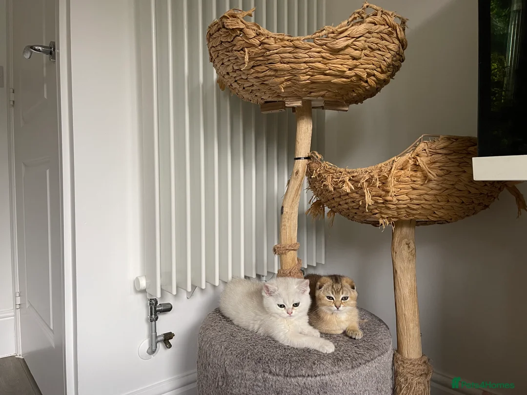 Scottish Fold cats for sale: LOVELY SCOTTISH FOLD CHINCHILLA SILVER KITTENS - Advert 2