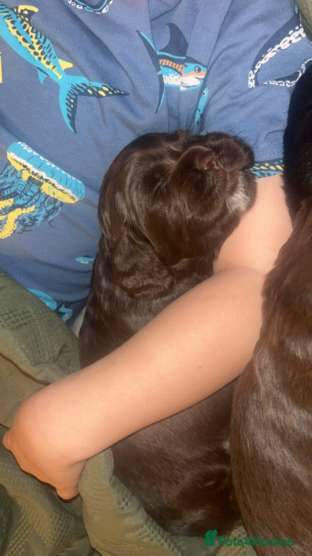 Sprocker dogs for sale: ONE BLACK BOY LEFT❤️‍🩹 - Advert 33