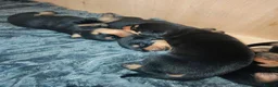 Dobermann dogs for sale: Beautiful Rotterman pups Doberman X Rottweiler - Advert 6