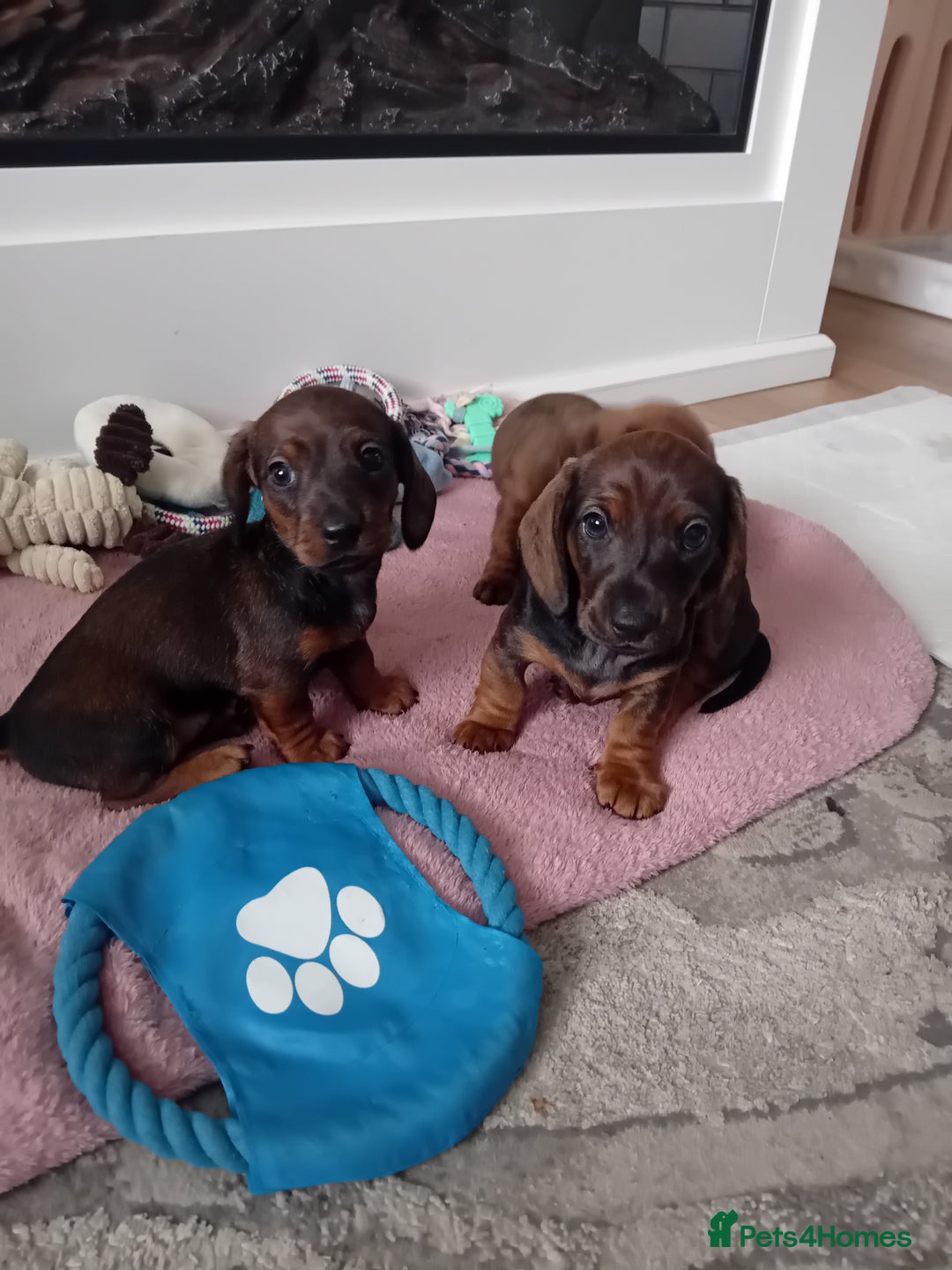 Miniature Dachshund dogs for sale: Our pick of the litter needs her forever 🏡 - Advert 4