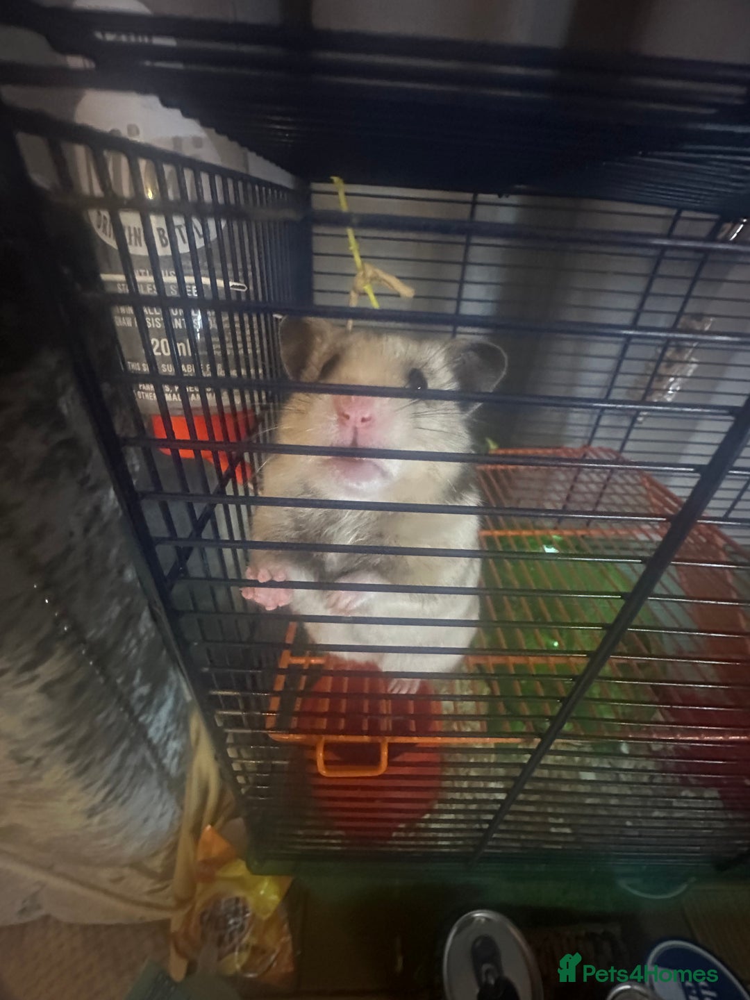 Hamster rodents for sale: Syrian hamster - Image 6