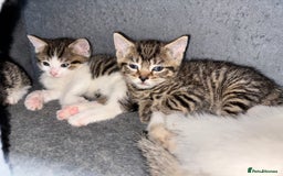 Mixed Breed cats for sale: Gorgeous kittens for sale ready for loving home  - Image 4
